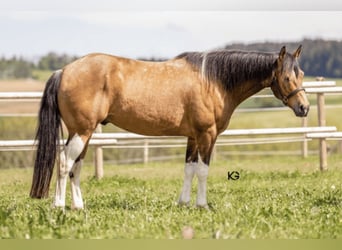 Paint-häst, Valack, 6 år, 153 cm, Tobiano-skäck-alla-färger