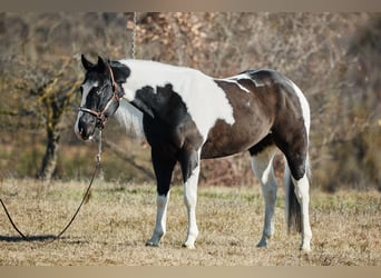 Paint-häst, Valack, 6 år, 154 cm