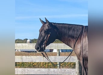 Paint-häst, Valack, 6 år, 155 cm, Black
