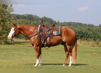 Paint Horse, Wallach, 6 Jahre, 155 cm, Rotfuchs