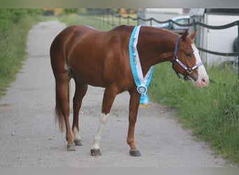 Paint-häst, Valack, 6 år, 155 cm, Overo-skäck-alla-färger