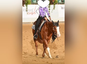 Paint-häst, Valack, 6 år, 155 cm, Overo-skäck-alla-färger