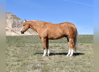 Paint-häst, Valack, 6 år, 157 cm, Palomino