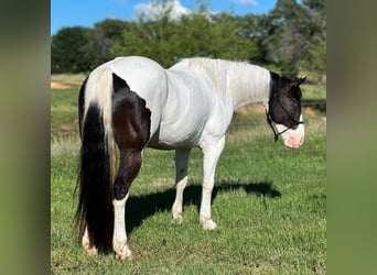 Paint-häst, Valack, 6 år, 157 cm, Tobiano-skäck-alla-färger