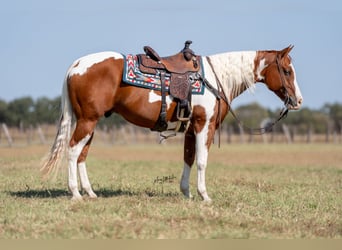 Paint Horse, Wallach, 6 Jahre, 160 cm, Schecke