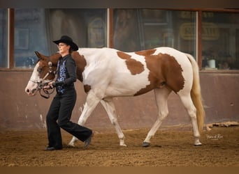 Paint-häst, Valack, 6 år, 162 cm, Tovero-skäck-alla-färger