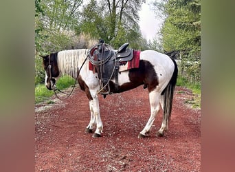 Paint-häst, Valack, 6 år, Gulbrun