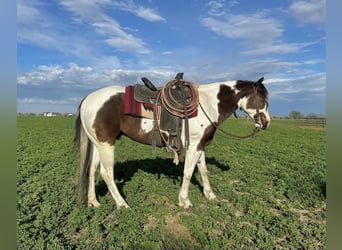 Paint-häst, Valack, 6 år, Gulbrun