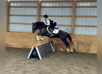 Paint-häst, Valack, 7 år, 140 cm, Tobiano-skäck-alla-färger