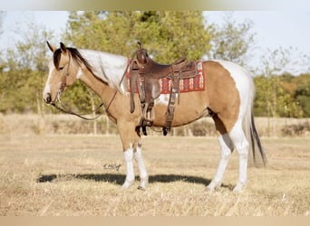 Paint-häst, Valack, 7 år, 147 cm, Gulbrun