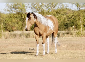 Paint-häst, Valack, 7 år, 147 cm, Gulbrun