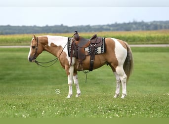 Paint-häst, Valack, 7 år, 150 cm, Palomino