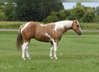 Paint-häst, Valack, 7 år, 150 cm, Palomino