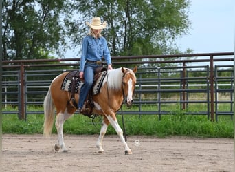 Paint-häst, Valack, 7 år, 150 cm, Palomino