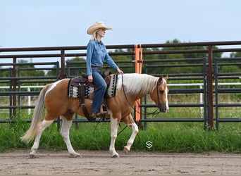 Paint-häst, Valack, 7 år, 150 cm, Palomino