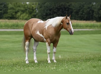 Paint-häst, Valack, 7 år, 150 cm, Tobiano-skäck-alla-färger