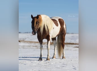 Paint-häst, Valack, 7 år, 150 cm