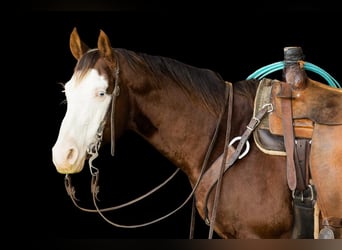 Paint-häst, Valack, 7 år, 152 cm, Fux