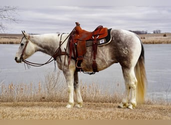 Paint-häst, Valack, 7 år, 152 cm, Grå