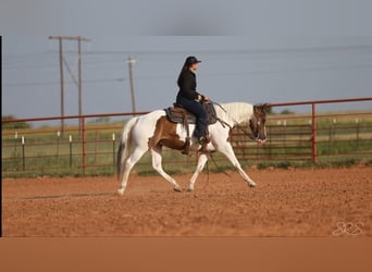 Paint-häst, Valack, 7 år, 152 cm, Tobiano-skäck-alla-färger