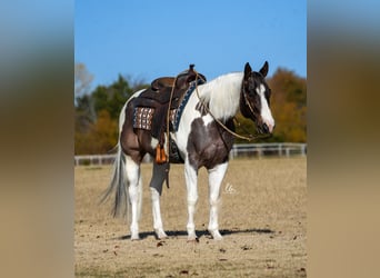 Paint-häst, Valack, 7 år, 155 cm, Brunskimmel