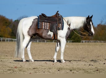 Paint-häst, Valack, 7 år, 155 cm, Brunskimmel
