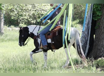 Paint-häst Blandning, Valack, 7 år, 155 cm, Pinto
