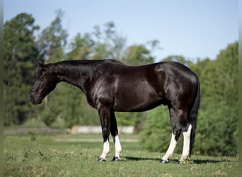 Paint-häst, Valack, 7 år, 155 cm, Svart