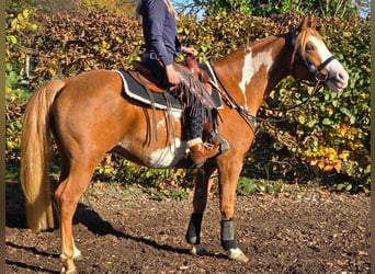 Paint Horse, Wallach, 7 Jahre, 158 cm, Schecke