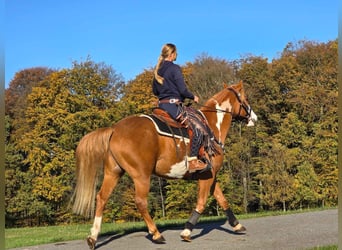 Paint Horse, Wallach, 7 Jahre, 158 cm, Schecke