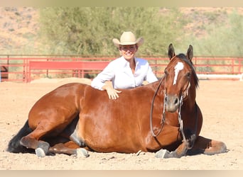 Paint Horse, Wallach, 7 Jahre, 160 cm, Rotbrauner