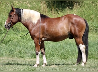 Paint-häst Blandning, Valack, 7 år, 160 cm
