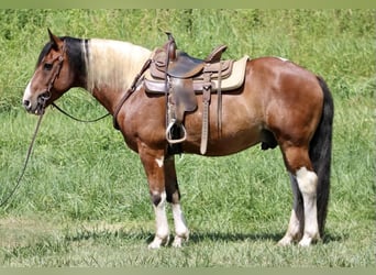 Paint-häst Blandning, Valack, 7 år, 160 cm