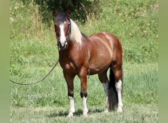 Paint-häst Blandning, Valack, 7 år, 160 cm