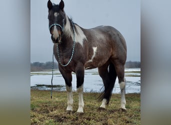 Paint-häst, Valack, 7 år, 168 cm, Konstantskimmel