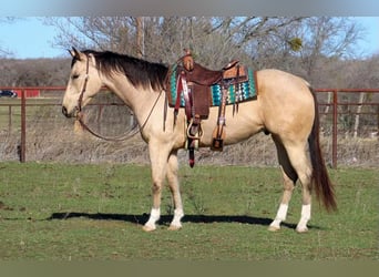 Paint-häst, Valack, 7 år, Gulbrun