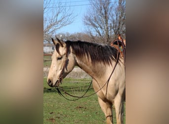 Paint-häst, Valack, 7 år, Gulbrun