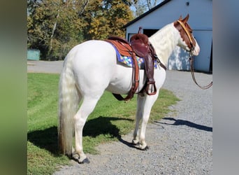 Paint-häst Blandning, Valack, 7 år