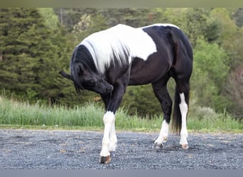 Paint-häst Blandning, Valack, 7 år