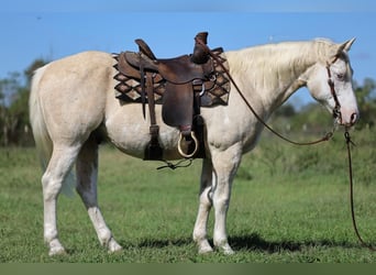 Paint-häst, Valack, 8 år, 147 cm, Palomino