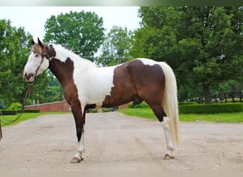 Paint-häst, Valack, 8 år, 147 cm, Tobiano-skäck-alla-färger