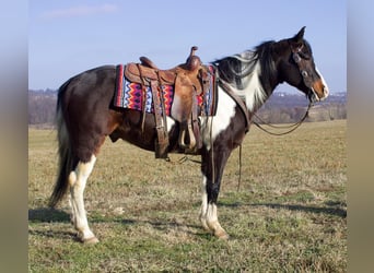 Paint-häst Blandning, Valack, 8 år, 147 cm