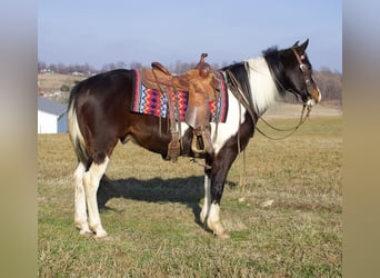 Paint-häst Blandning, Valack, 8 år, 147 cm