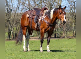 Paint-häst, Valack, 8 år, 150 cm, Pinto