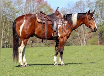 Paint-häst, Valack, 8 år, 150 cm, Pinto