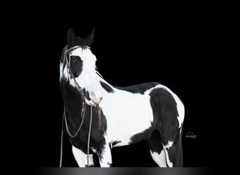 Paint-häst, Valack, 8 år, 152 cm, Pinto