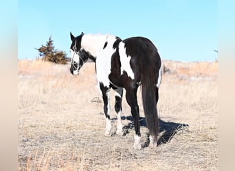 Paint-häst, Valack, 8 år, 152 cm, Pinto
