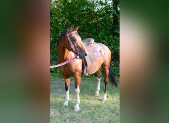 Paint-häst, Valack, 8 år, 152 cm, Tobiano-skäck-alla-färger