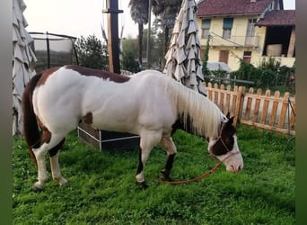 Paint-häst, Valack, 8 år, 153 cm, Overo-skäck-alla-färger