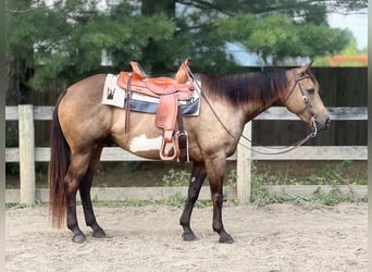 Paint-häst, Valack, 8 år, 155 cm, Gulbrun